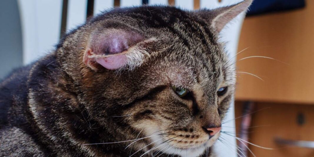 Hematomas On Cats Ears Causes Signs And Therapy