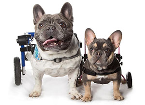 French Bulldogs Henri and Daphne pose in their Walkin' Wheels wheelchairs