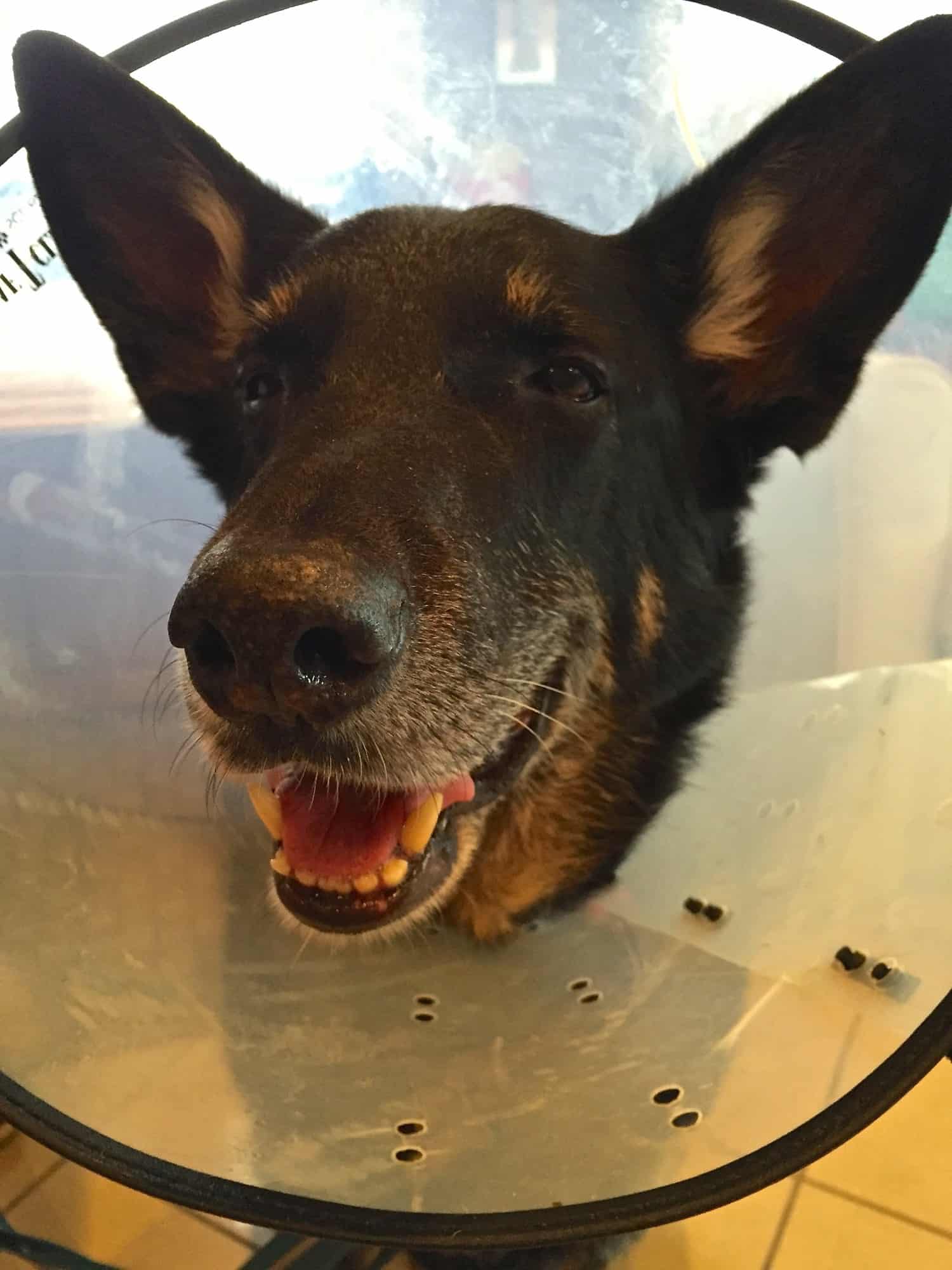 Black German Shepherd smiling in a cone collar