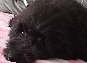 Paralyzed dog lies comfortably on bed