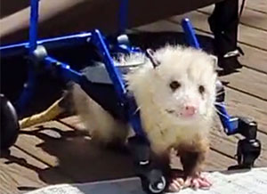 Olli the opossum in his wheelchair