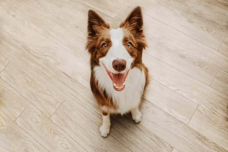 dog sitting on the floor and looking up to its owner