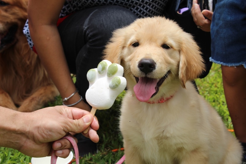 golden retriever puppy eating ice cream