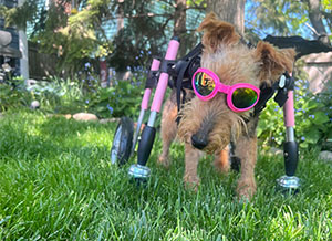 Ladybug the terrier walks outside in her full support cart