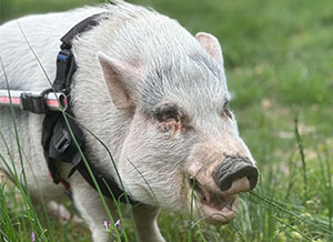 Maxwell Pigsworth enjoys his pig wheelchair