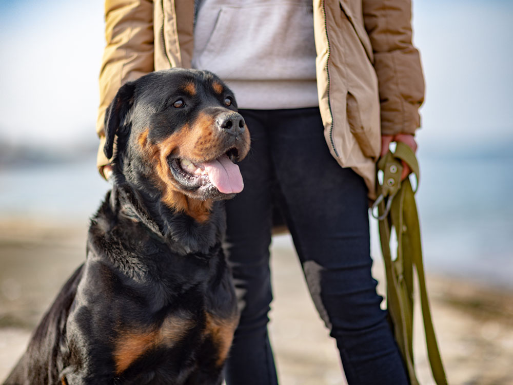 Big dog on beach