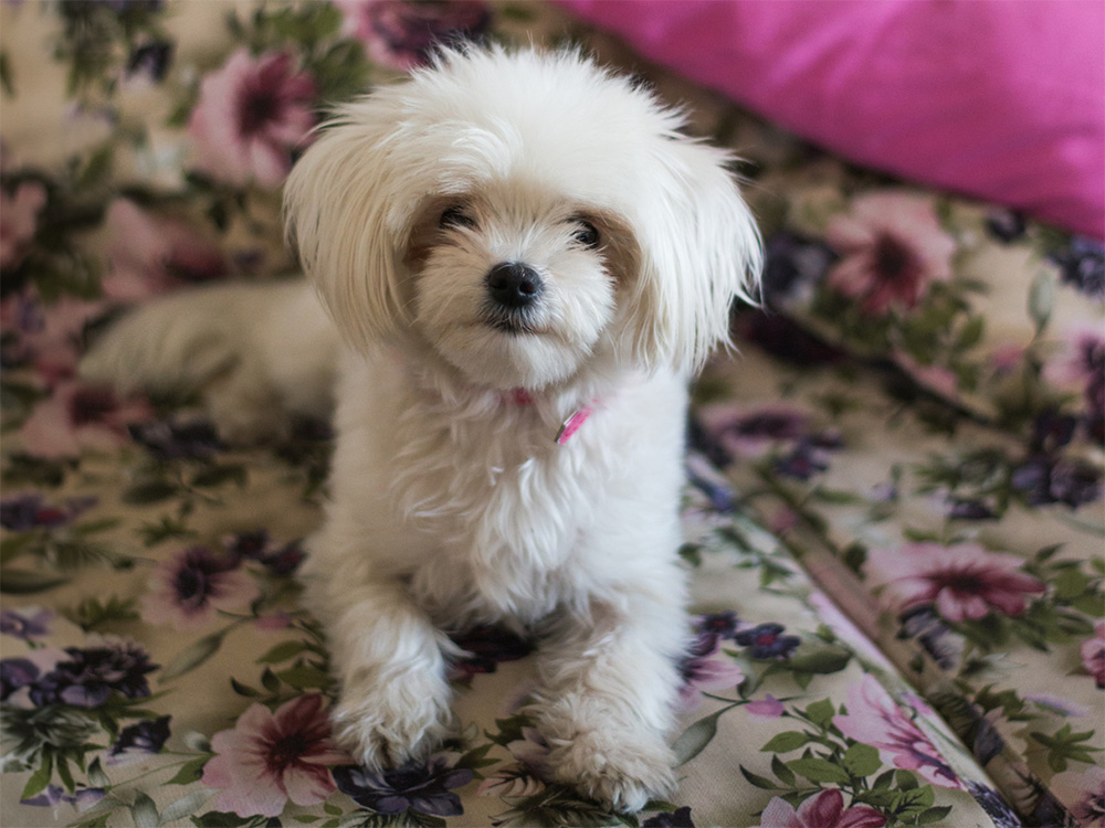 Little old dog sitting on vintage sofa