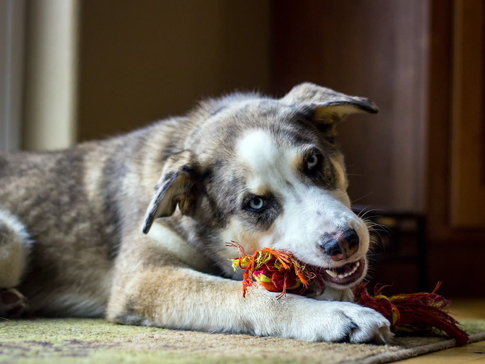 Husky mix chewing