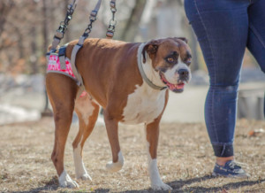 rear leg support for dog's with weak back legs