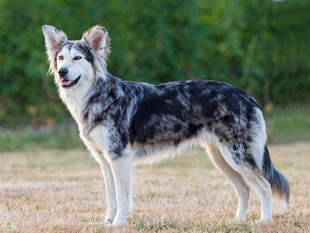 Border collie Husky mix