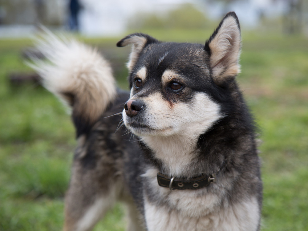 brown Chihuahua husky mix