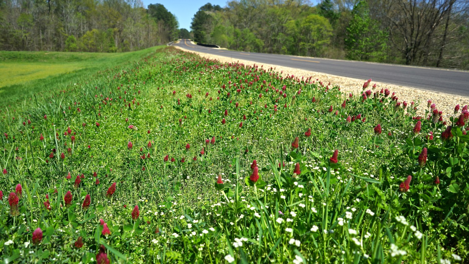 Mississippi's Top Pet Friendly Attraction: The Natchez Trace | GoPetFriendly.com