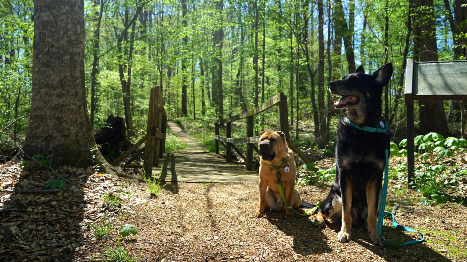 Mississippi's Top Pet Friendly Attraction: The Natchez Trace | GoPetFriendly.com