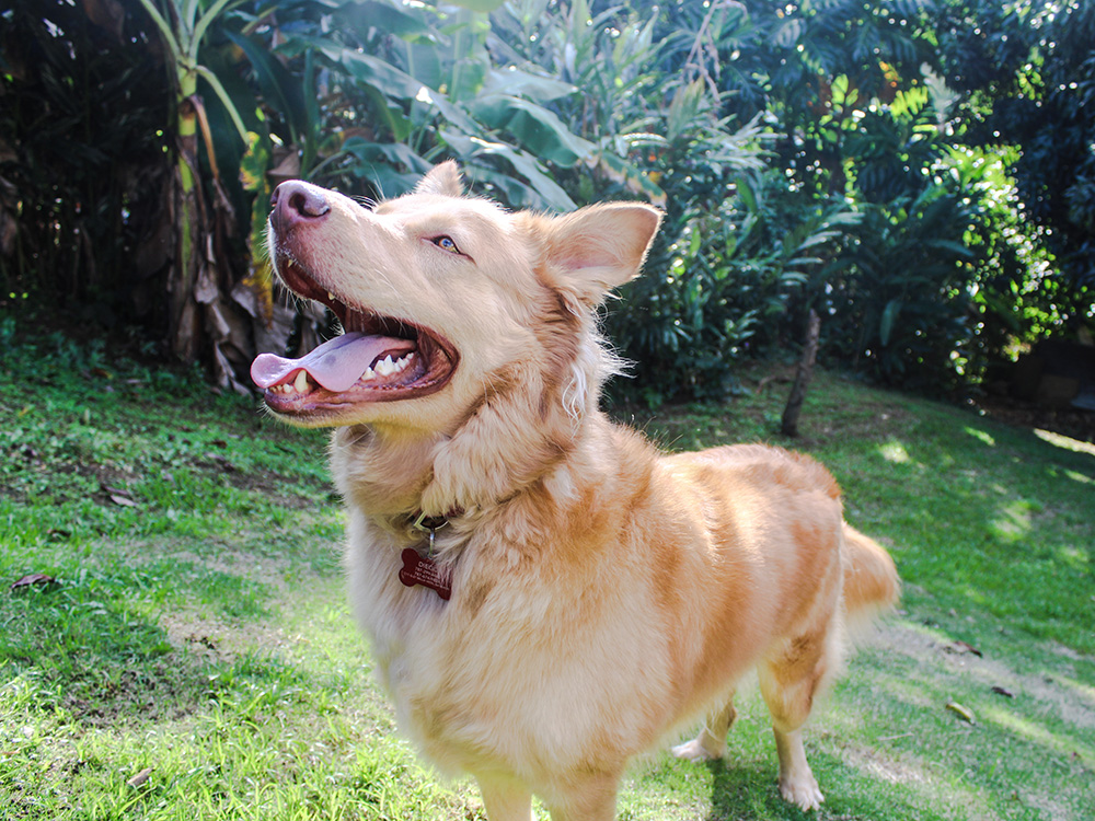 Husky Golden Retriever mix