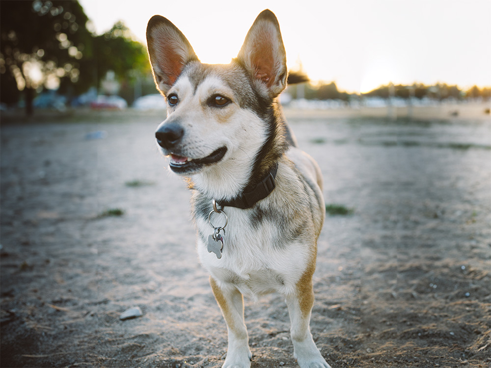 Husky Corgi Mix