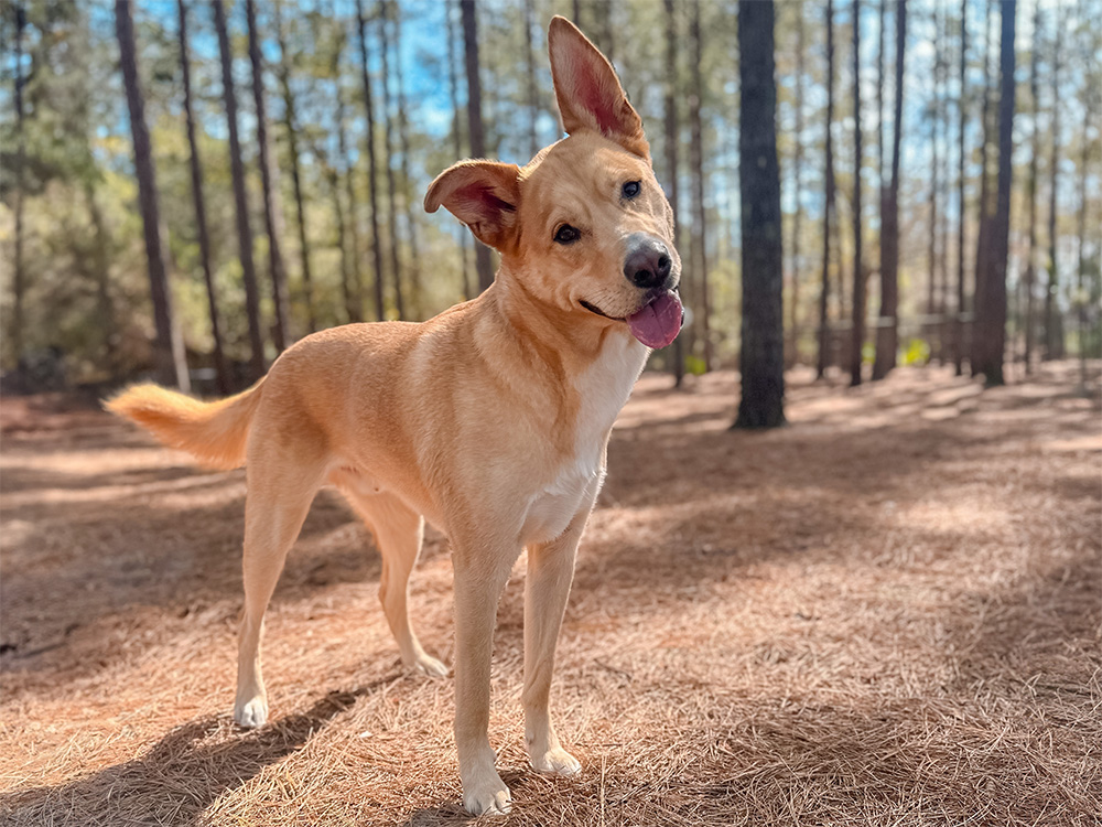 Labrador Husky mix happy head tilt