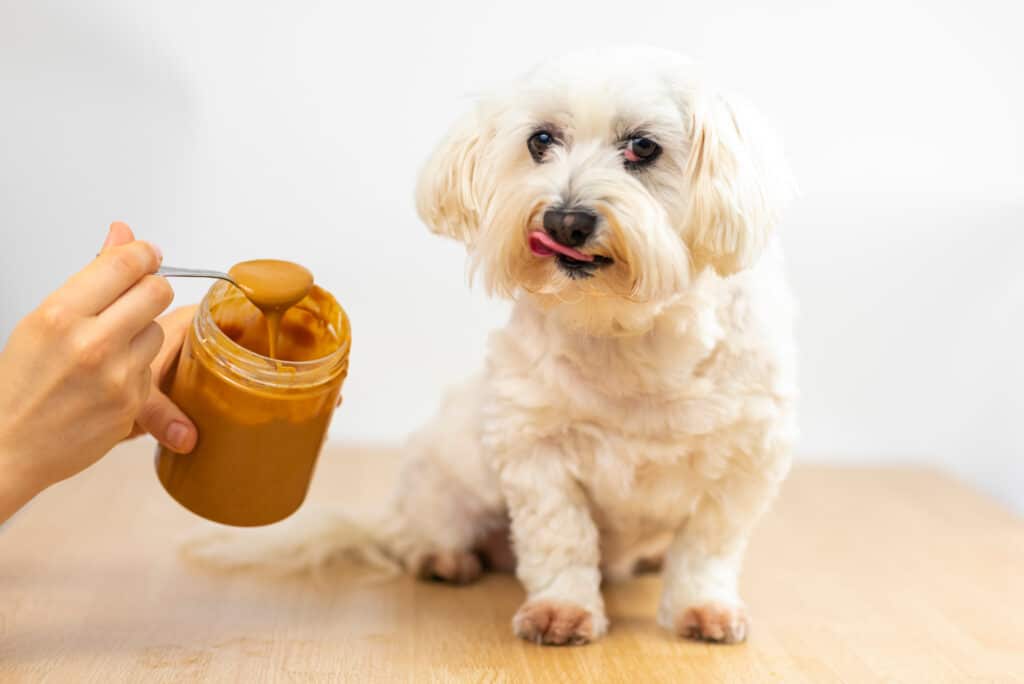 Maltese Bichon Eating Peanut Butter