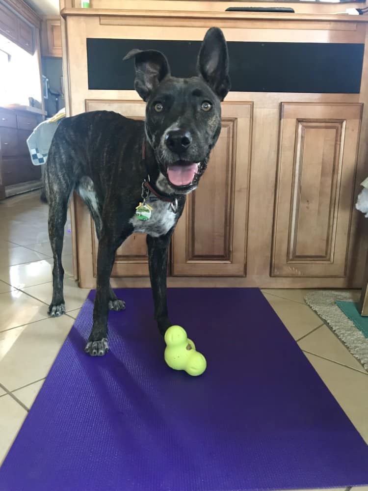 Brindle dog on a yoga mat with a stuffed toy