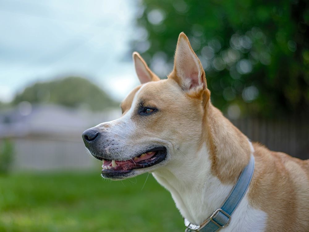 tan and whit pit bull husky mix