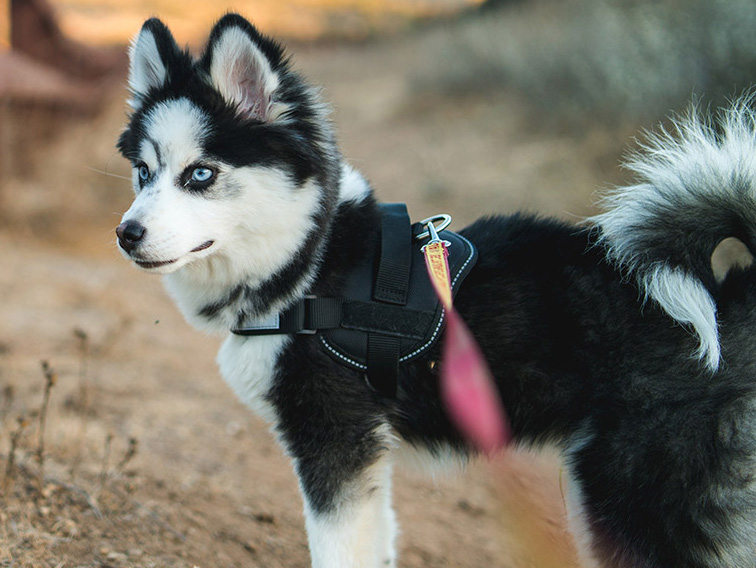 Husky Pomeranian mix on a walk