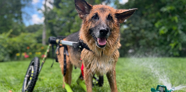 German Shepherd in wheelchair plays in the sprinkler