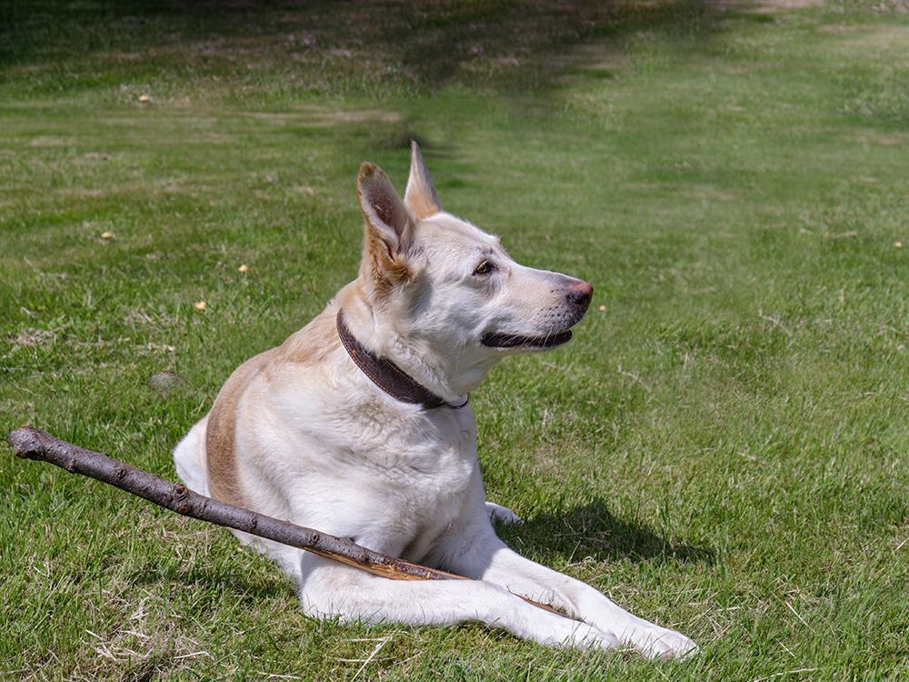 Shepherd Husky Mix