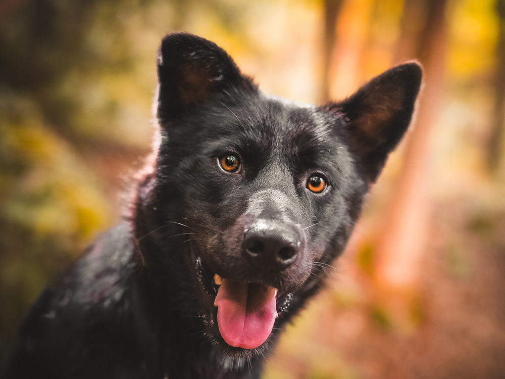 Black Husky Akita Mix