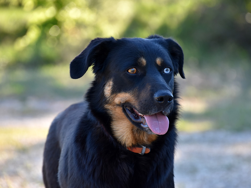 Doberman Husky Mix