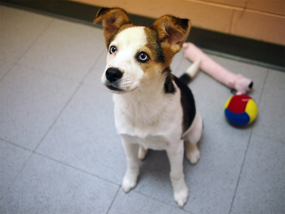 Small husky beagle mix puppy