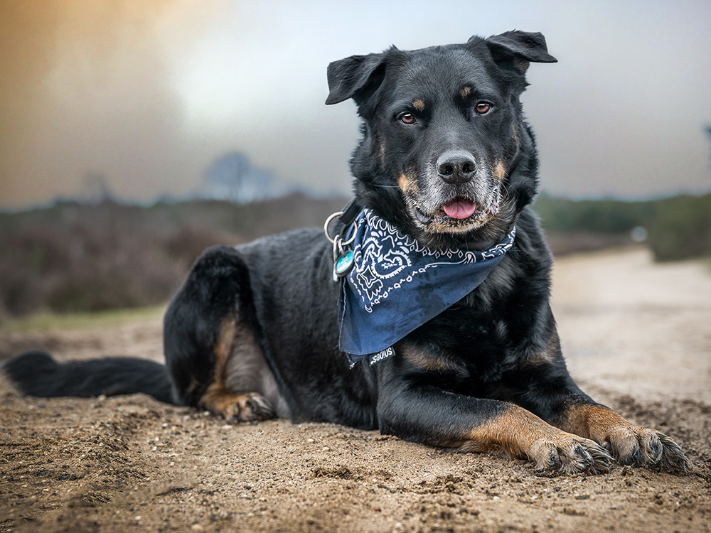 Rottweiler Husky Mix with blue bandana