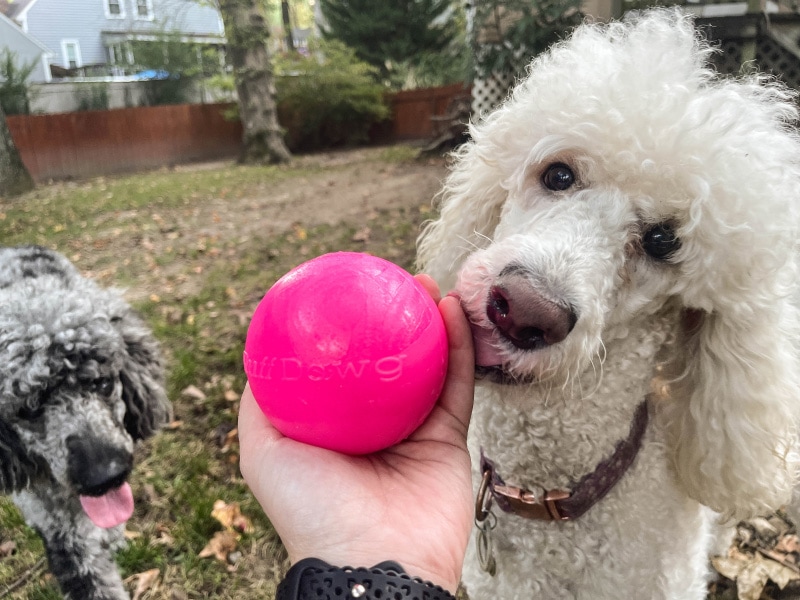 ruff dawg indestructible ball - blanche licking the toy