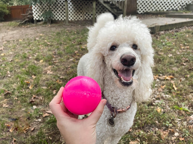 ruff dawg indestructible ball - blanche waiting for the toy