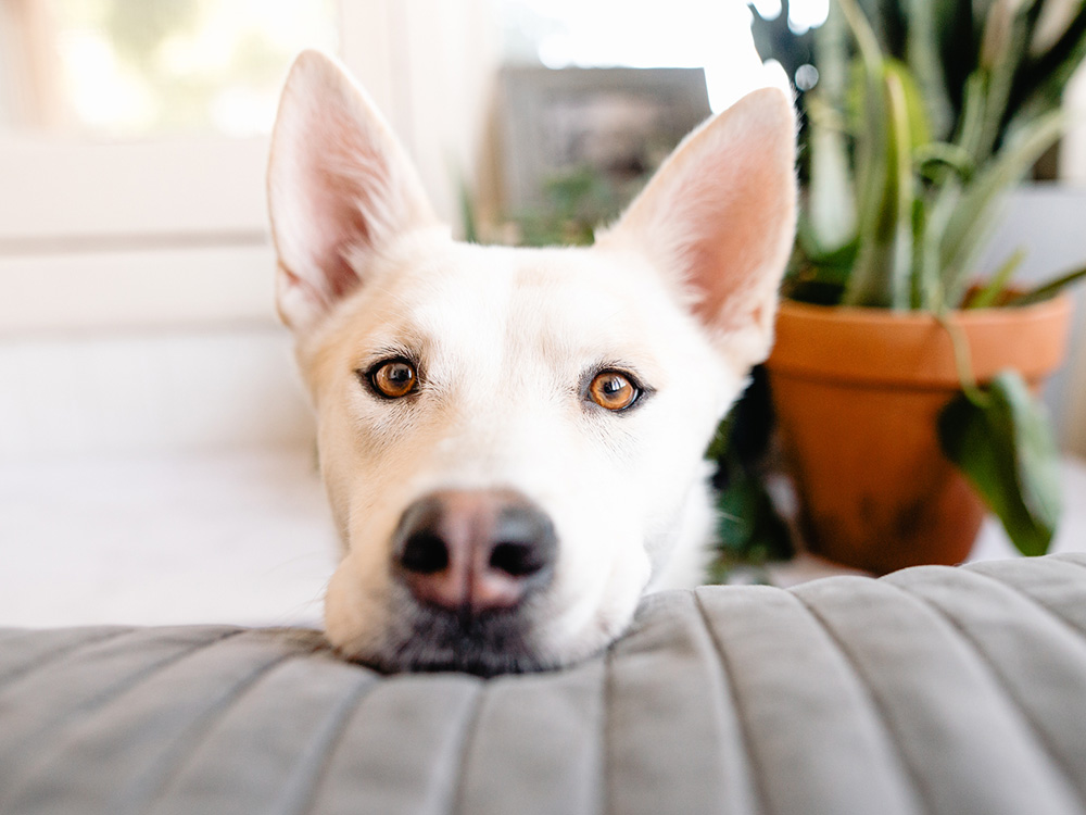 White rescue dog's face rests upon sofa