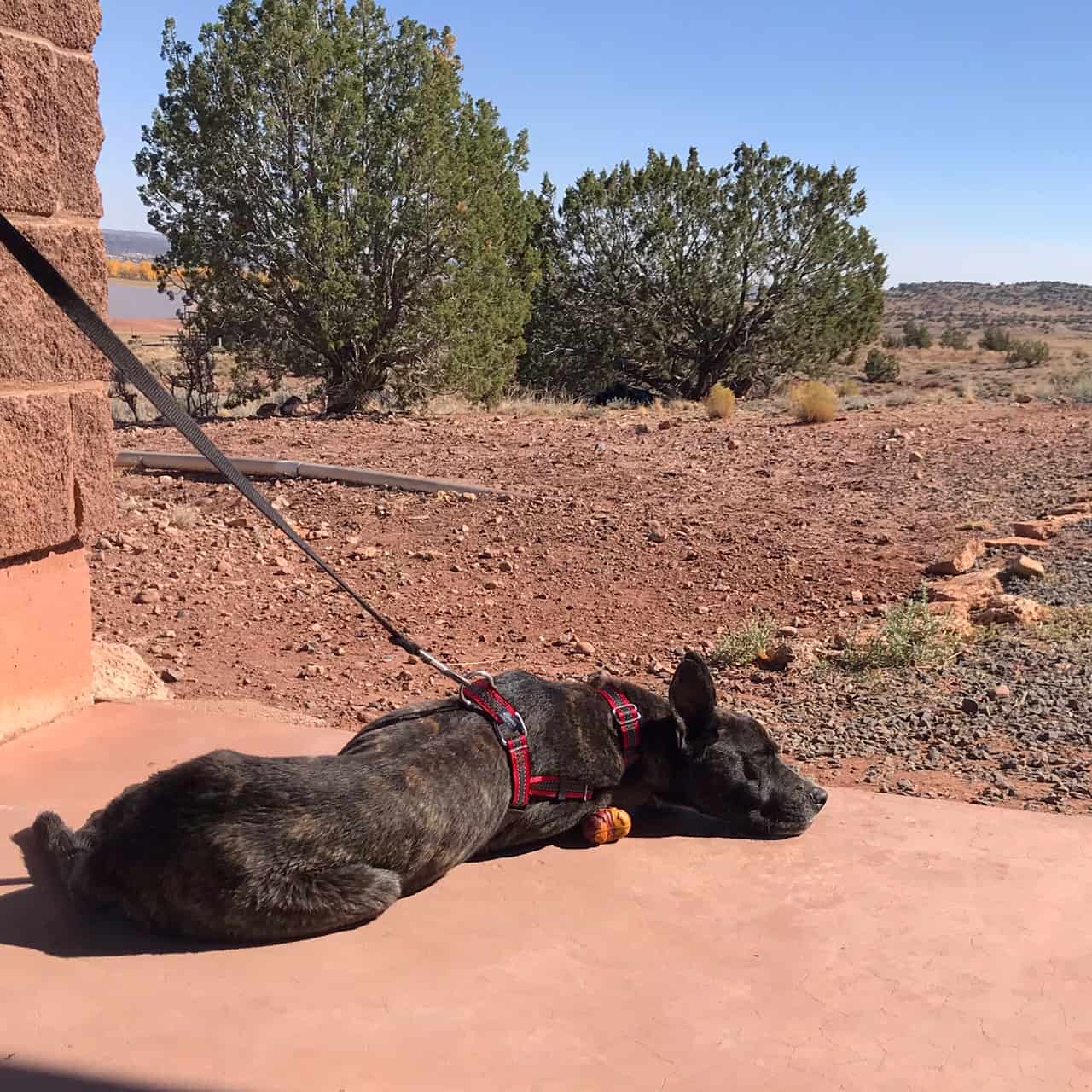 Brindle dog laying in the sun while camping in Arizona