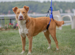 Walkin' Pets rear support leash for dog with weak back legs