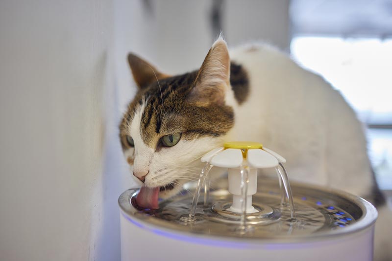 cat drinking from water bowl