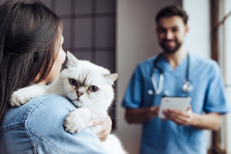 cat at vet with owner and veternarian