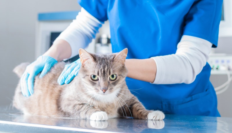 vet checking up the cat