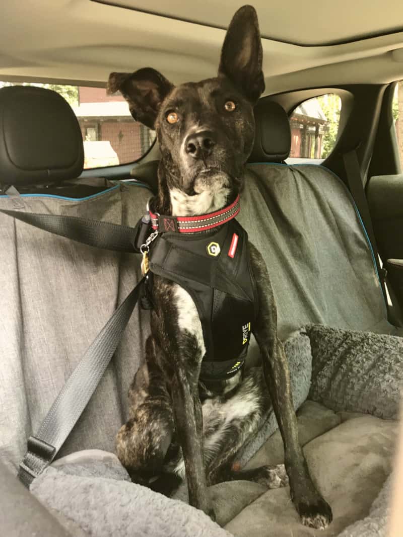 Brindle dog in a crash-tested dog harness from EzyDog