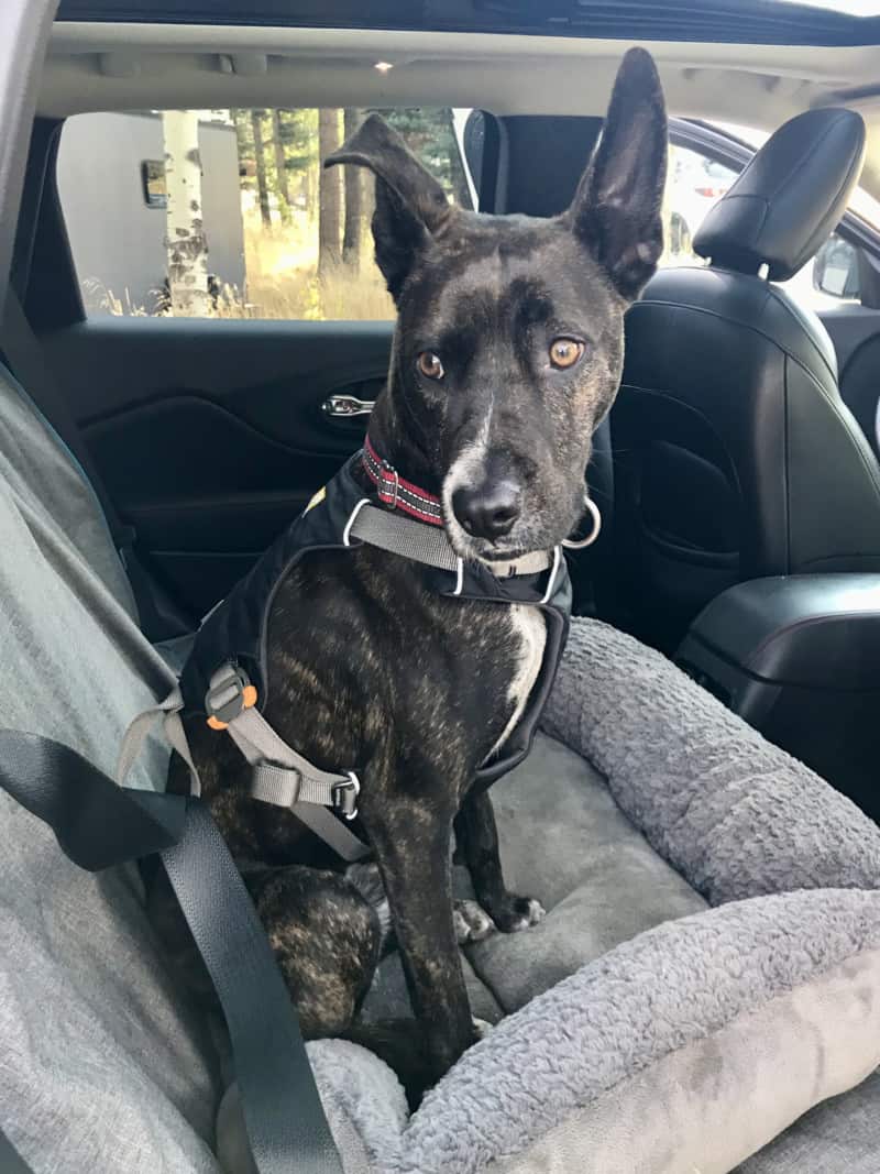 Brindle dog buckled up in the car in a crash-tested dog harness from Ruffwear