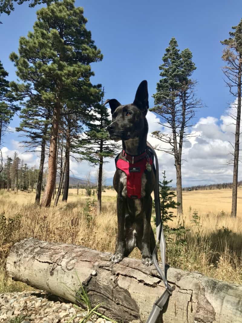 Brindle dog in a red Sleepypod crash-tested harness with leash attached