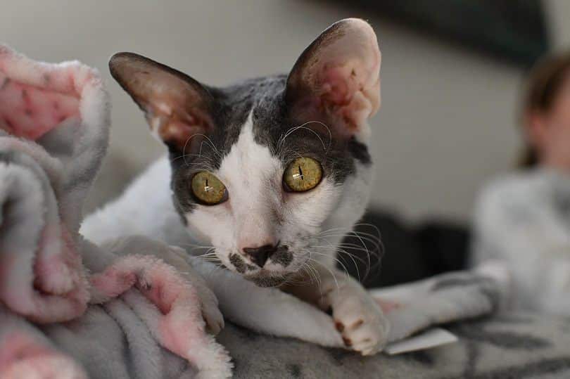 Cornish Rex Cat Breed