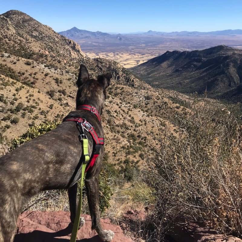 Brindle dog in a red harness looking at the view from Montezuma Pass Overlook at Coronado National Memorial near Tucson, AZ