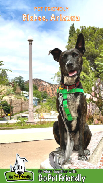 Dog posing in front of "B" Mountain in Bisbee, AZ