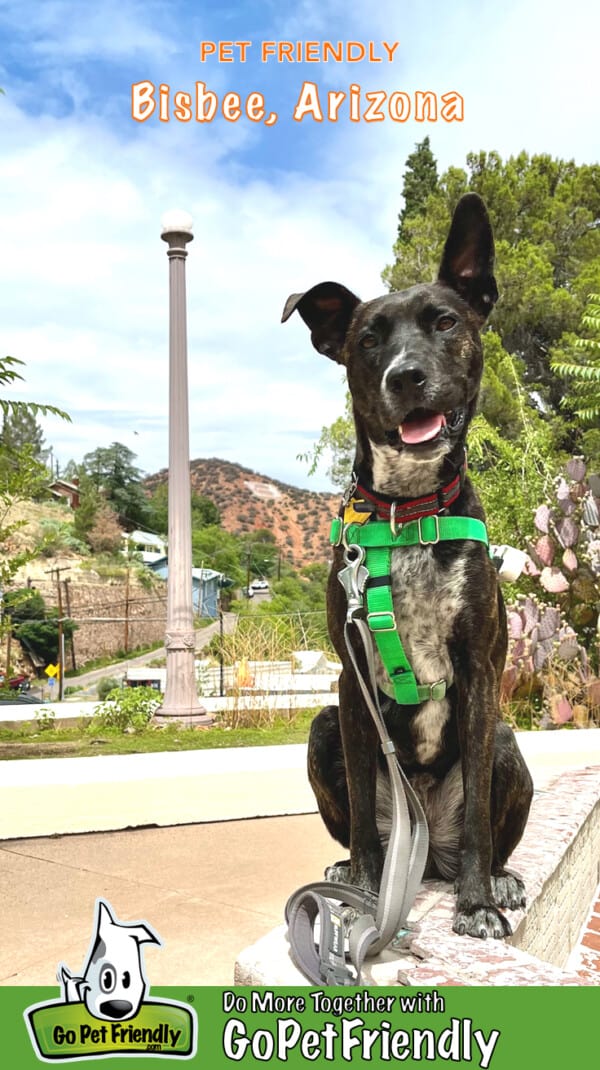 Dog posing in front of 