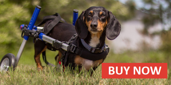 Dachshund wheelchair buy now