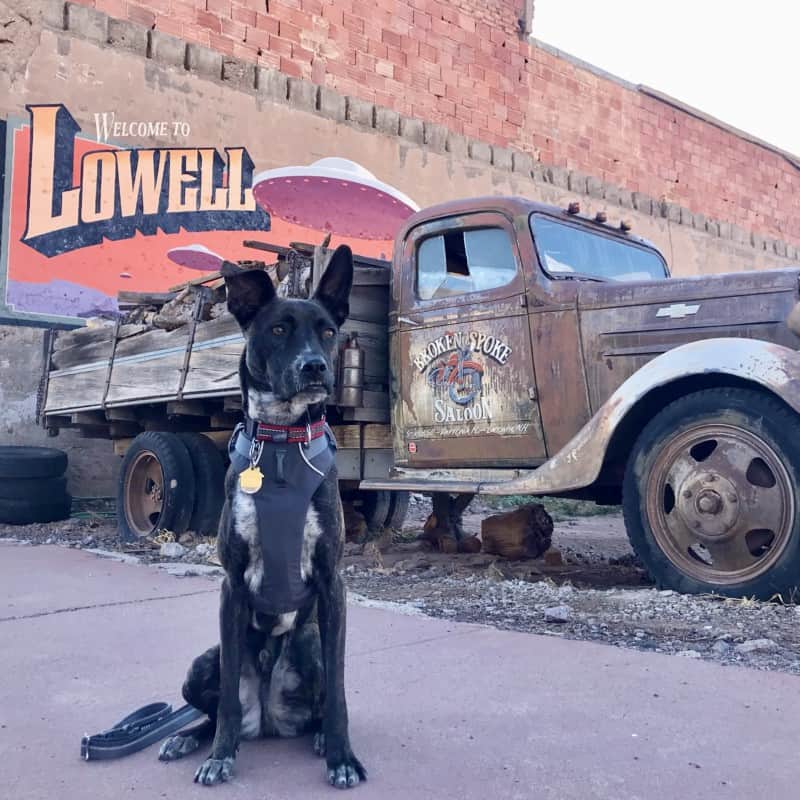 Brindle dog sitting on the sidewalk in Lowell, AZ