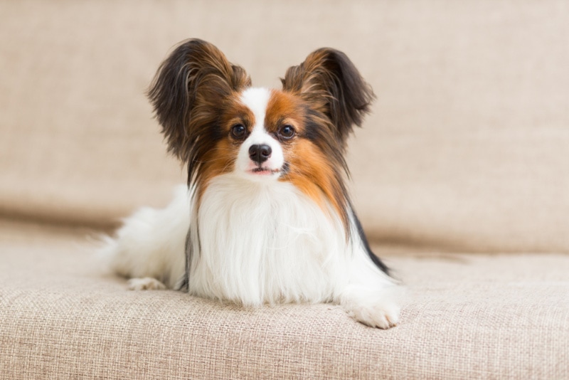 Papillon-dog-lying-on-the-couch