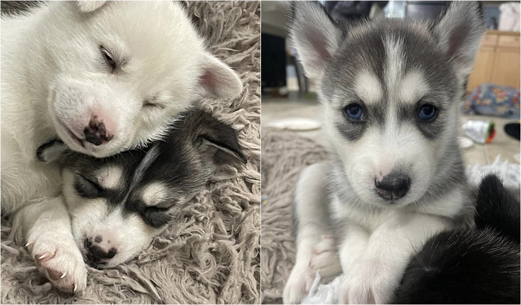 Rescue Husky Puppies