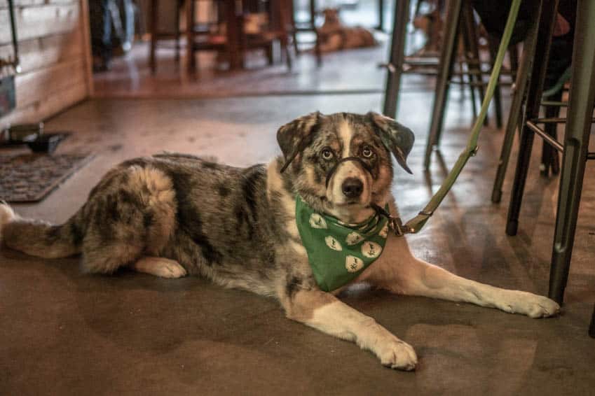 Grey and white dog laying on the floor in a pet friendly brewery